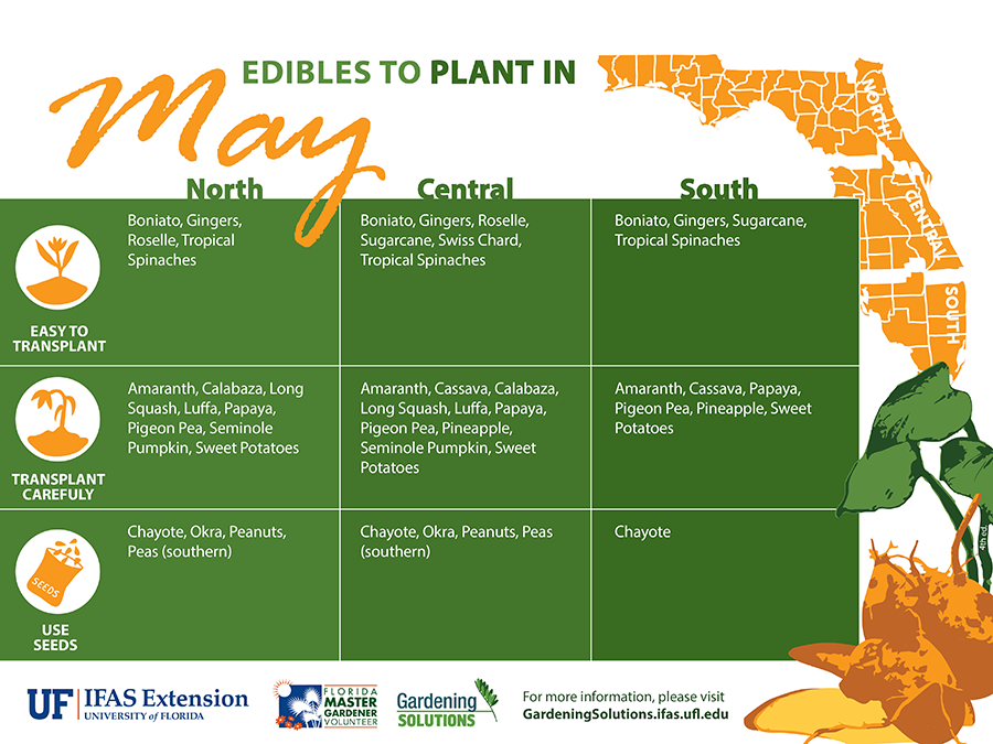 Graphic listing vegetables to plant in May for Florida, see link below for text versions.