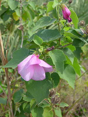 A pink flower, large papery pink petals, nodding downward as if sleeping