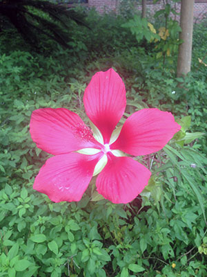 Bright red flower with five large magenta-red petals and a long stamen, also magenta-red