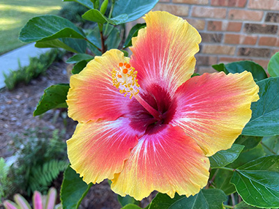 A tropical hibiscus flower with petals that start red from the center and turn bright yellow at the petal edges, with a long stamen
