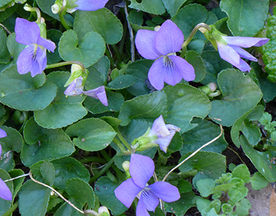 Very small purple-blue violets