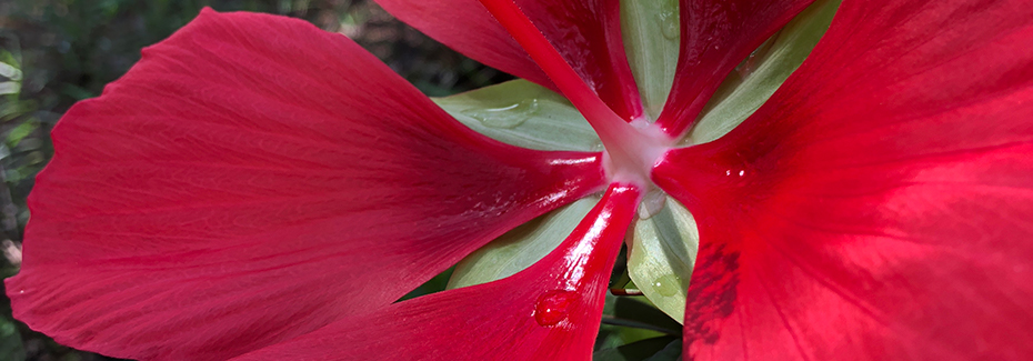 Very close view of a red native hibiscus flower