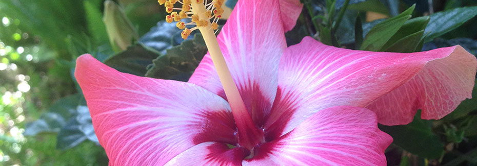 Very close view of a bubblegum pink tropical hibiscus flower, its petals turning deep magenta at the center with a long yellow stamen