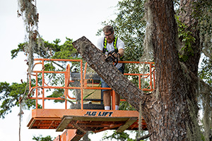 Professional on lift trimming a large branch on a giant pine tree