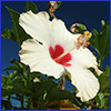 A white tropical hibiscus flower with a red center and long stamen