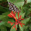 butterfly on firebush