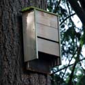 Bat Houses - University of Florida's Gardening in a Minute