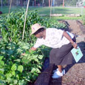 Community Garden volunteer tending bean plants