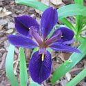 Blue flag iris is a good plant for rain gardens