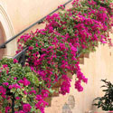Pink bougainvillea growing on a staircase wall