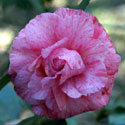 A Bella Romana camellia