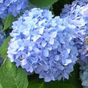 Blue French hydrangea flower