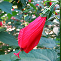 Turk's cap flower