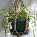 spider plant in hanging basket