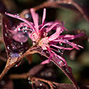 Loropetalum flower
