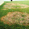 Lawn suffering from large patch fungus