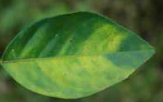 Blotchy yellowed foliage of a citrus tree affected by citrus greening