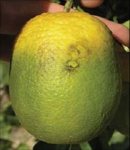 A citrus fruit affected by HLB