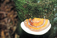 A conk growing on the side of a tree trunk