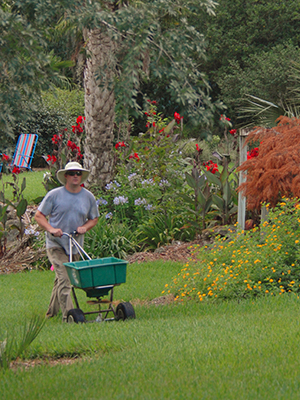 Man using a rotary broadcast style ferilizer on lawn surrouned by flowerbeds