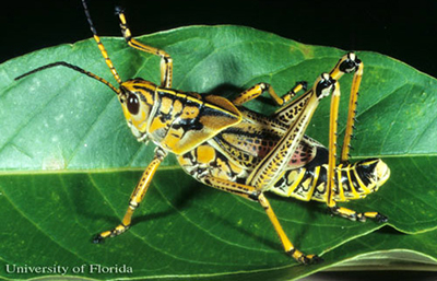 lubber eastern grasshopper grasshoppers florida adult yellow lubbers intermediate phase university munch capinera romalea microptera beauvois photograph john garden