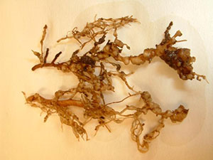 Knot galls on roots from nematodes