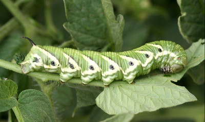 A very large green, striped caterpillar with a pointy horn-like appendage