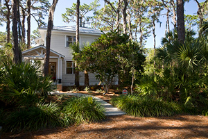 A shady front yard landscaped with native trees, palmettos, and pine needles as mulch