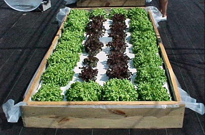 A floating hydroponic garden in a constructed wooden frame