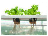 Lettuce plants in a hydroponics system