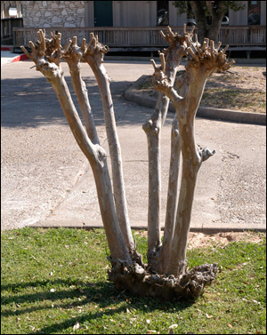 Over-pruned crapemyrtle