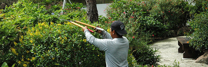 Worker pruning shrubs