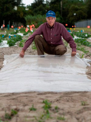 Man putting plastic down to solarize the soil.