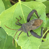 Insect on gree leaf