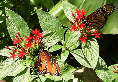 Butterflies on pentas