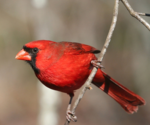Red bird on a pine branch