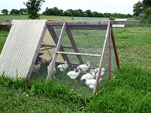 Chicken tractor on organic farm