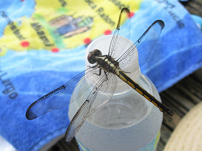 A large black and white dragonfly resting on a bottle of water