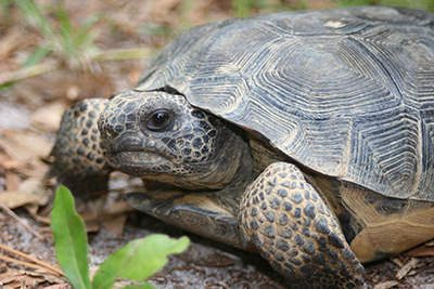 Pretty close view of a gopher tortoise