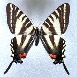 A black and white butterfly with tail like appendages at the bottom of each wing
