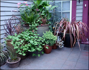 Container garden at entry of a home