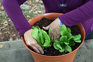 hands planting the baby lettuces in the container