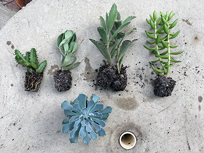 Five different succulent plants with soil still attached to the roots, laying on a table