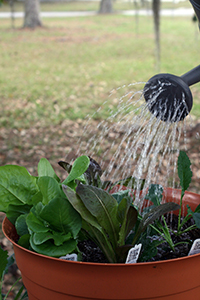 watering the newly planted baby lettuces