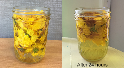two photos of glass jar with water and yellow flowers in it, second photo has text reading after 24 hours and the water is now yellow and flowers have condensed in size
