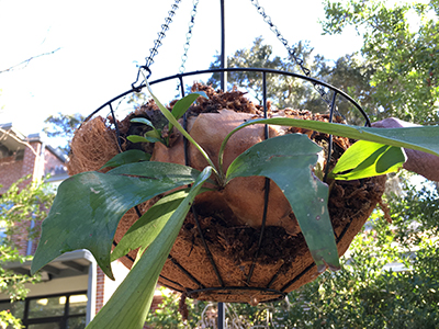 The basket with staghorn fern now hanging from a pole.