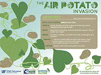 Air potato graphic