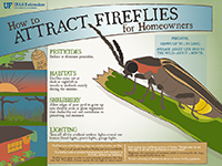 A graphic showing tips for attracting fireflies