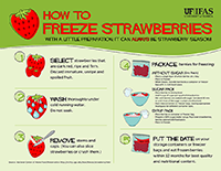A thumb size version of a graphic with step by step instructions on freezing strawberries