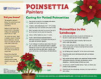 A graphic with advice on caring for your poinsettias as well as interesting facts